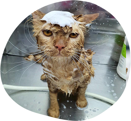 Trends And Tips For Stylish Cat Grooming